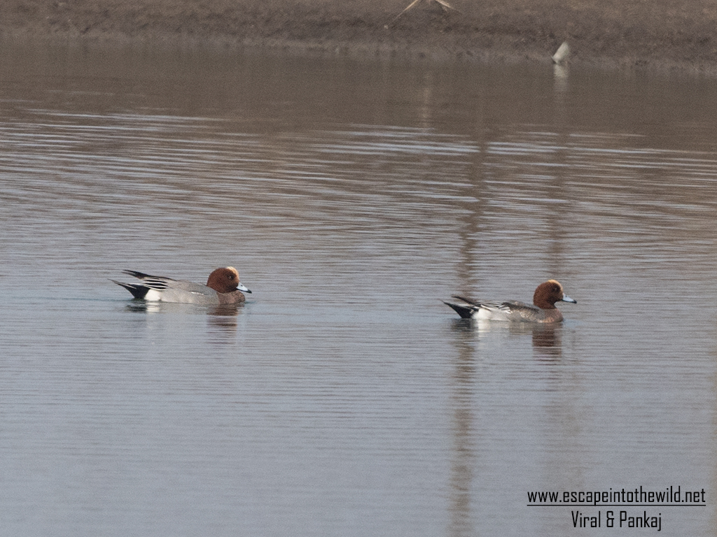Eurasian Wigeon